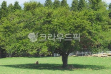 나무, 양, 양떼목장, tree, 자연, 사진,이미지,일러스트,캘리그라피 - Nwldns2616작가 크라우드픽 - 저작권 걱정 없는 상업용 이미지