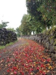 동백꽃, 제주도, 꽃길, 골목길, 낙화, 사진,이미지,일러스트,캘리그라피 - NANIA작가 크라우드픽 - 저작권 걱정 없는 상업용 이미지