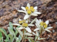 솜다리, 설악솜다리, 에델바이스, 조선화융초, 산솜다리, 사진,이미지,일러스트,캘리그라피 - 미미랑작가 크라우드픽 - 저작권 걱정 없는 상업용... 