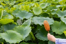 핫도그, 연핫도그, 연밭, 연잎, 연꽃, 사진,이미지,일러스트,캘리그라피 - 조하운해작가 크라우드픽 - 저작권 걱정 없는 상업용 이미지