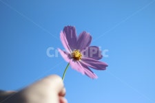 꽃, 코스모스, 가을, 감성, 대저, 사진,이미지,일러스트,캘리그라피 - boy7497작가 크라우드픽 - 저작권 걱정 없는 상업용 이미지