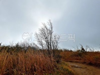 (주)선목 선지서점지점 | 가을, 선자령, 초목, 언덕, 식물, 사진,이미지,일러스트,캘리그라피 - Ncc118104작가 크라우드픽 - 저작권 걱정 없는 상업용 이미지