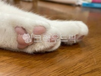 고양이, 고양이발, 발바닥, 고양이발바닥, cat, 사진,이미지,일러스트,캘리그라피 - 까요작가 크라우드픽 - 저작권 걱정 없는 상업용 이미지