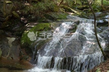 나무, tree, 자연, nature, 풀, 사진,이미지,일러스트,캘리그라피 - 백경이작가 크라우드픽 - 저작권 걱정 없는 상업용 이미지