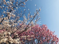 벚꽃, 봄, 꽃구경, 사쿠라, cherryblossom, 사진,이미지,일러스트,캘리그라피 - Ngaramnmae213작가 크라우드픽 - 저작권 걱정 없는 상업용... 