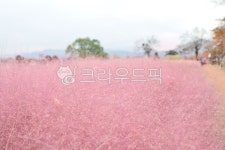 풍경, 핑크뮬리, 분홍갈대, 경주핑크뮬리, 자연, 사진,이미지,일러스트,캘리그라피 - 워니앤쥬작가 크라우드픽 - 저작권 걱정 없는 상업용 이미지