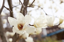 목련, 목련곷, 꽃, 봄곷, 흰목련, 사진,이미지,일러스트,캘리그라피 - 함께사는세상작가 크라우드픽 - 저작권 걱정 없는 상업용 이미지