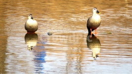 동물, 조류, 새, 풍경, 자연, 사진,이미지,일러스트,캘리그라피 - 신도봉산작가 크라우드픽 - 저작권 걱정 없는 상업용 이미지
