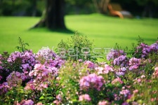 순천만국가정원1호, 테마공원, 자연생태공원, 자연, 옥외, 사진,이미지,일러스트,캘리그라피 - pandora4077작가 크라우드픽 - 저작권 걱정... 