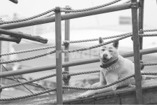 인천, 숭의동, 달동네, 우각로문화마을, 풍경, 사진,이미지,일러스트,캘리그라피 - 어른아이작가 크라우드픽 - 저작권 걱정 없는 상업용 이미지