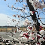 flower, 꽃, 꽃나무, 매화, 봄꽃, 사진,이미지,일러스트,캘리그라피 - 가뭄에단비작가 크라우드픽 - 저작권 걱정 없는 상업용 이미지