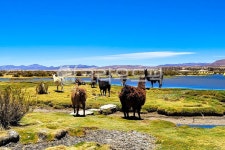 라마, 고산동물, 고산지대, 동물라마, 호수, 사진,이미지,일러스트,캘리그라피 - 소이밀크작가 크라우드픽 - 저작권 걱정 없는 상업용 이미지