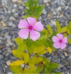 꽃, 야생화, 생화, 식물, 근접, 사진,이미지,일러스트,캘리그라피 - 이건내얼굴작가 크라우드픽 - 저작권 걱정 없는 상업용 이미지