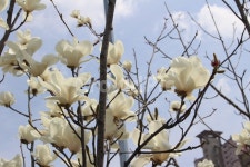 꽃, flower, 목련, 봄꽃, 봄, 사진,이미지,일러스트,캘리그라피 - Hyeseulism작가 크라우드픽 - 저작권 걱정 없는 상업용 이미지