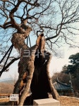 인천영종도, 용궁사, 느티나무, 나무, treetrunk, 사진,이미지,일러스트,캘리그라피 - jingjioh작가 크라우드픽 - 저작권 걱정 없는 상업용... 