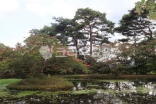 명옥헌정원, 연못, 백일홍, 소나무, 배롱나무, 사진,이미지,일러스트,캘리그라피 - 언제나민들레작가 크라우드픽 - 저작권 걱정 없는 상업용 이미지