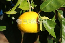 하귤, 제주도하귤, 귤, watsonpomelo, 감귤류과일, 사진,이미지,일러스트,캘리그라피 - phototo73작가 크라우드픽 - 저작권 걱정 없는... 