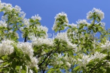 식물, 꽃, plant, flower, 이팝나무, 사진,이미지,일러스트,캘리그라피 - benjamin작가 크라우드픽 - 저작권 걱정 없는 상업용 이미지