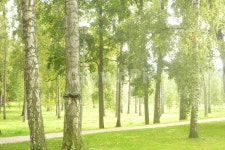 공원, 숲, 나무, 푸른색, tree, 사진,이미지,일러스트,캘리그라피 - HYES작가 크라우드픽 - 저작권 걱정 없는 상업용 이미지