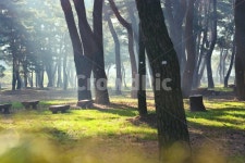 빛내림, 송림, 자연, 아침햇살, 빛, 사진,이미지,일러스트,캘리그라피 - 시흥갈매기작가 크라우드픽 - 저작권 걱정 없는 상업용 이미지