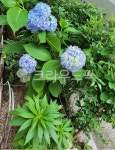 flower, 꽃, 잎, 자연, 수국, 사진,이미지,일러스트,캘리그라피 - sporty74작가 크라우드픽 - 저작권 걱정 없는 상업용 이미지