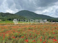 필드, field, grassland, nature, 농장, 사진,이미지,일러스트,캘리그라피 - 주영작가 크라우드픽 - 저작권 걱정 없는 상업용 이미지