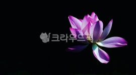 식물, lily, 꽃, flower, blossom, 사진,이미지,일러스트,캘리그라피 - 청월작가 크라우드픽 - 저작권 걱정 없는 상업용 이미지