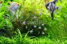 열대어, 엔젤, 치어, 페루엔젤, 골든엔젤, 사진,이미지,일러스트,캘리그라피 - 김권영작가 크라우드픽 - 저작권 걱정 없는 상업용 이미지