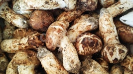 송이버섯, songimushroom, 버섯, mushroom, 송이, 사진,이미지,일러스트,캘리그라피 - 굼마미유튜버작가 크라우드픽 - 저작권 걱정 없는... 