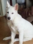 풍산개, 애완견, 멋진개, dog, 자태가아름다운개, 사진,이미지,일러스트,캘리그라피 - 부한자작가 크라우드픽 - 저작권 걱정 없는 상업용 이미지