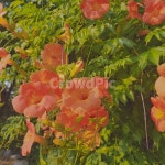 flower, plant, 식물, blossom, 꽃, 사진,이미지,일러스트,캘리그라피 - GDD작가 크라우드픽 - 저작권 걱정 없는 상업용 이미지