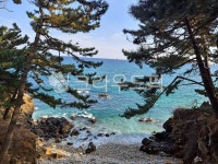 자연, 바다, 하늘, 나무, 소나무, 사진,이미지,일러스트,캘리그라피 - 쏘니22작가 크라우드픽 - 저작권 걱정 없는 상업용 이미지