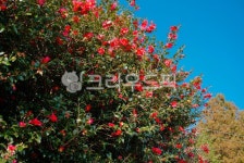 동백, 동백꽃, 겨울꽃, 제주도, 빨간꽃, 사진,이미지,일러스트,캘리그라피 - dodam1217작가 크라우드픽 - 저작권 걱정 없는 상업용 이미지