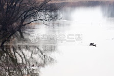 오리, 청둥오리, 주남저수지, 저수지, 나무, 사진,이미지,일러스트,캘리그라피 - Nengel6365작가 크라우드픽 - 저작권 걱정 없는 상업용 이미지