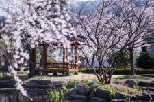 경북, 경주, 벚꽃, 산림환경연구원, 정자, 사진,이미지,일러스트,캘리그라피 - reminisce작가 크라우드픽 - 저작권 걱정 없는 상업용 이미지