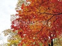 낙엽, 가을, 백그라운드, 배경, 바탕, 사진,이미지,일러스트,캘리그라피 - 네모유작가 크라우드픽 - 저작권 걱정 없는 상업용 이미지