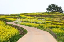 farm, 농장, rural, 농촌, nature, 사진,이미지,일러스트,캘리그라피 - 영산공작가 크라우드픽 - 저작권 걱정 없는 상업용 이미지