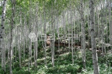자작나무, birchtree, 자작나무숲, birchwoods, 인제원대리자작나무숲, 사진,이미지,일러스트,캘리그라피 - 에코작가 크라우드픽 - 저작권... 