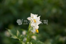 감자꽃, 감자밭, 감자, 춘천시서면, 6월, 사진,이미지,일러스트,캘리그라피 - 마퉁이작가 크라우드픽 - 저작권 걱정 없는 상업용 이미지