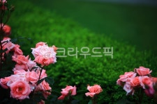 순천만국가정원1호, 테마공원, 자연생태공원, 자연, 옥외, 사진,이미지,일러스트,캘리그라피 - pandora4077작가 크라우드픽 - 저작권 걱정... 