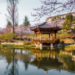 경주, 보문정, 공원, 벚꽃, 풍경, 사진,이미지,일러스트,캘리그라피 - 리유작가 크라우드픽 - 저작권 걱정 없는 상업용 이미지