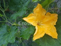 호박꽃, 호박벌, 담장, 노란꽃, 노란별, 사진,이미지,일러스트,캘리그라피 - INGARY작가 크라우드픽 - 저작권 걱정 없는 상업용 이미지