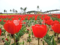 flower, 꽃, tulip, 튤립, festival, 사진,이미지,일러스트,캘리그라피 - 카산작가 크라우드픽 - 저작권 걱정 없는 상업용 이미지