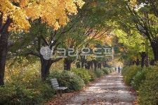 단풍, 단풍길, 단풍터널, 안양천, 산책로, 사진,이미지,일러스트,캘리그라피 - ohoh작가 크라우드픽 - 저작권 걱정 없는 상업용 이미지