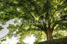 나무, 여름, 큰나무, 거목, 오래된, 사진,이미지,일러스트,캘리그라피 - gompang2000작가 크라우드픽 - 저작권 걱정 없는 상업용 이미지