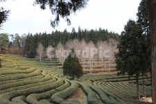 보성, 녹차밭, 녹차, 푸르름, 녹색, 사진,이미지,일러스트,캘리그라피 - 아픔이길이될때까지작가 크라우드픽 - 저작권 걱정 없는 상업용 이미지