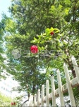 garden, 감성, 넝쿨장미, 장미, 감성사진, 사진,이미지,일러스트,캘리그라피 - 스킨다빈스_skdvs작가 크라우드픽 - 저작권 걱정 없는 상업용... 