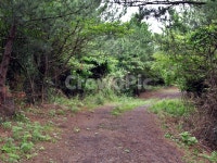 농로, 솔숲, 제주, 올레19코스, 올레길, 사진,이미지,일러스트,캘리그라피 - Deep bLUE작가 크라우드픽 - 저작권 걱정 없는 상업용 이미지