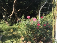 장미, 꽃, 화원, 자연, 식물, 사진,이미지,일러스트,캘리그라피 - ssunghey작가 크라우드픽 - 저작권 걱정 없는 상업용 이미지