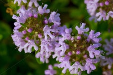 백리향, 향기, 여름, 여름꽃, 꽃, 사진,이미지,일러스트,캘리그라피 - Naturis작가 크라우드픽 - 저작권 걱정 없는 상업용 이미지